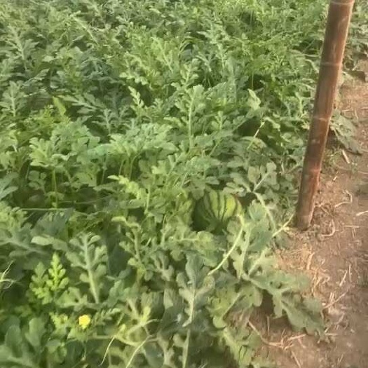 8424西瓜皮薄肉脆纯甜多汁