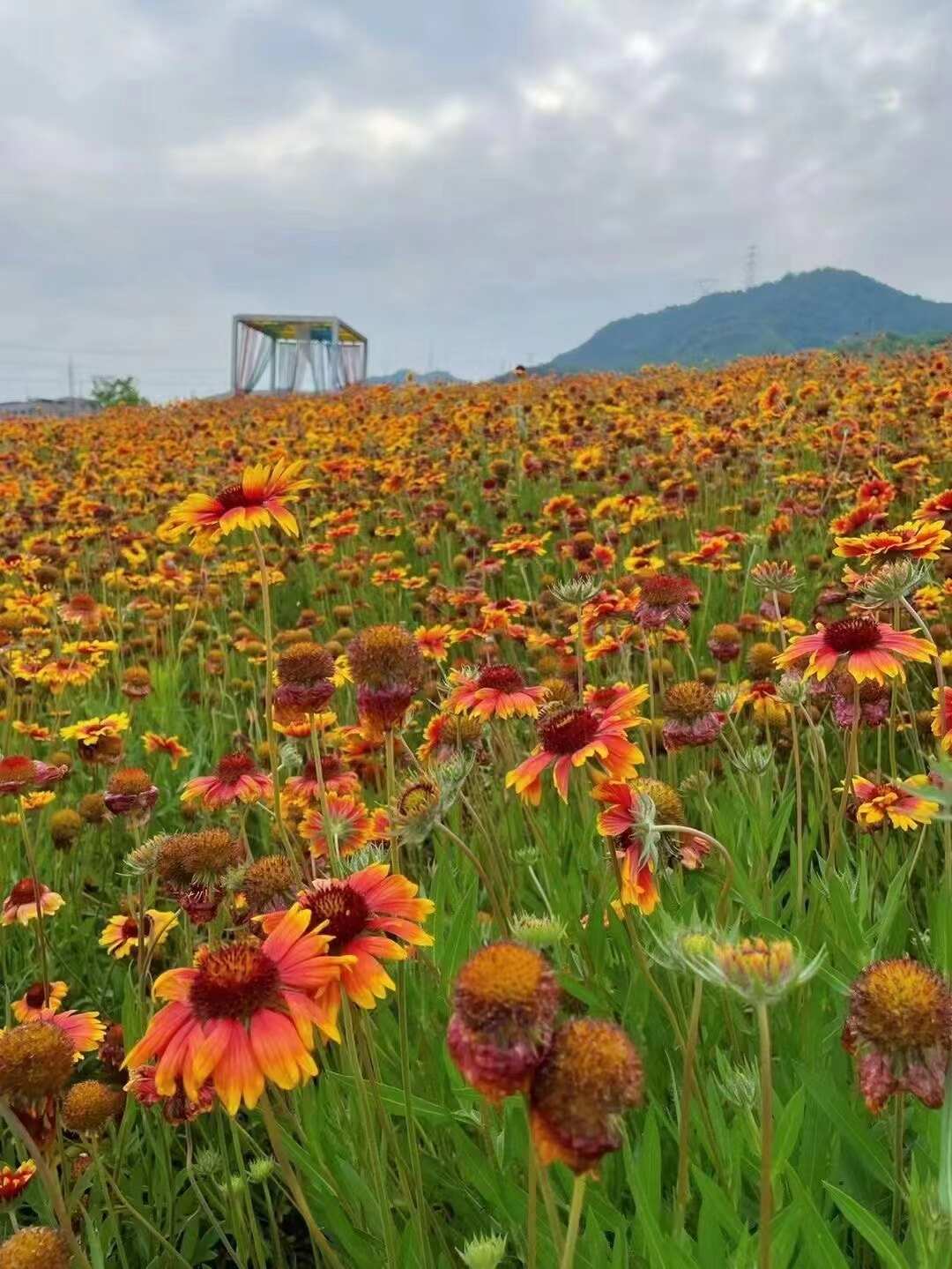 天人菊耐旱耐高温抗风沙地绿化定沙保土观赏花卉一年生草本