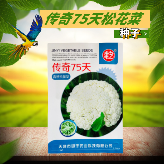 基地优品春秋松花菜种子青梗花椰菜种籽耐寒耐热大面积种75天