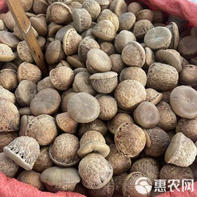 风流果 天竺粒 益肾果 中药材干货批发