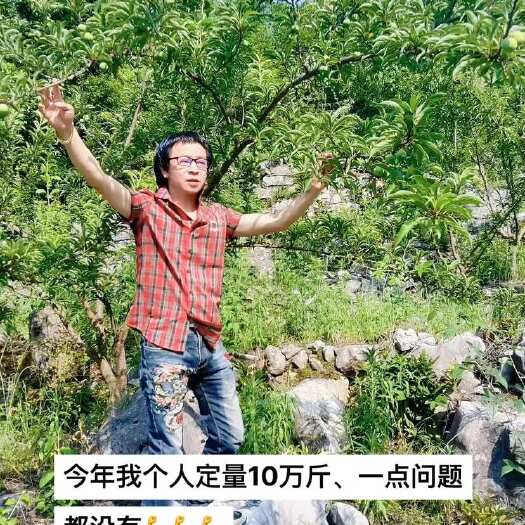  蜂糖李