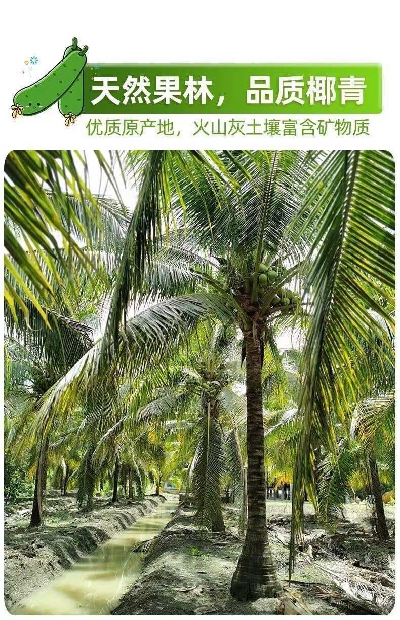 海南文昌去皮椰青椰子水9个装 新鲜生椰当季整箱水果椰