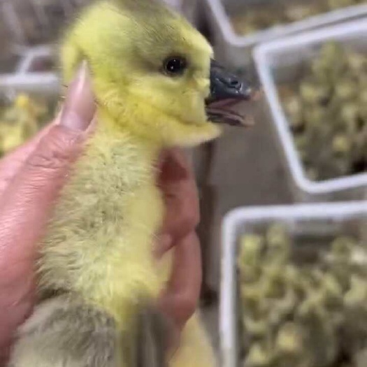 汕头澄海狮头鹅苗特大纯种狮头鹅幼崽正宗潮汕狮头鹅现货狮子头鹅小苗