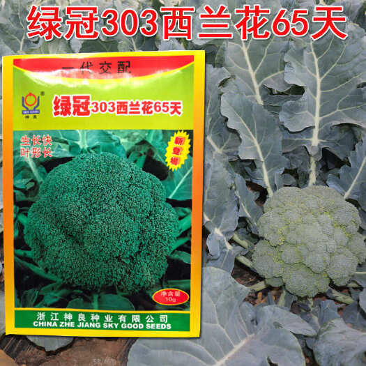 济南早熟西兰花种子孑 绿花菜花菜绿冠303 65天 基地种植蔬菜