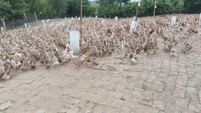 汉川市白羽青壳鸭，交蛋鸭，四个月，40一只，3000多只，一次性