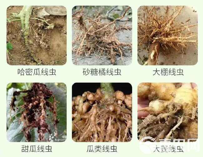 根结线虫专用药淡紫紫孢菌清根结根瘤根线地下微生物菌剂虫药