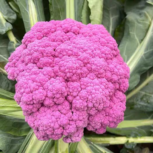 紫花椰菜种子  花椰菜籽 露天西兰花春秋基地种植