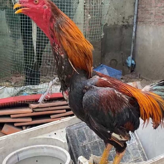 斗鸡小鸡 越南纯种鬼子斗鸡中原成年盖沙斗鸡活体包邮