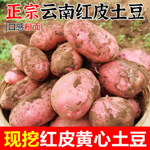 云南红皮土豆洋芋黄心土豆新鲜现挖5斤9斤整箱批发支持一件代发