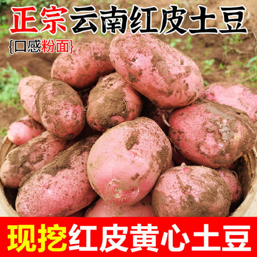 宾川县云南红皮土豆洋芋黄心土豆新鲜现挖5斤9斤整箱批发支持一件代发