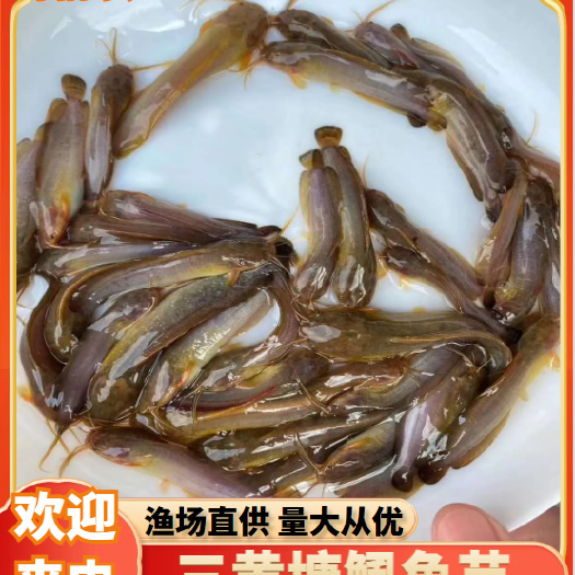 宾阳县塘鲺苗，本地塘鲺鱼苗，三黄塘鲺鱼苗，杂交塘鲺鱼苗，全国发货