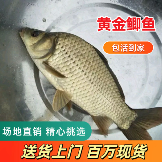 肇庆黄金鲫鱼苗，正品鲫鱼苗 湘云鲫 工程鲫鱼苗3-5cm