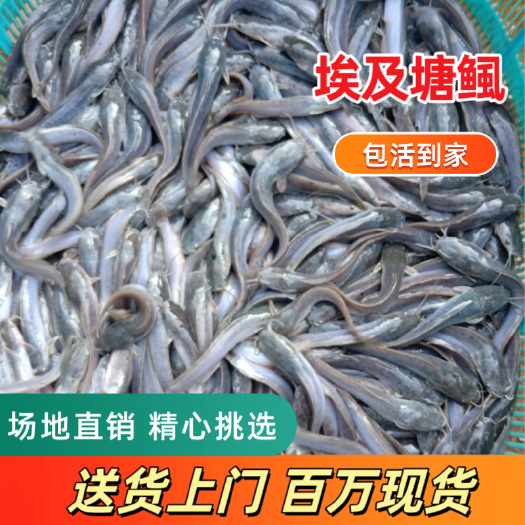 〖鱼苗直销〗埃及塘鲺鱼苗活体革子鲶鱼苗