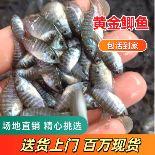 优质蓝鳃太阳鱼苗，杂交太阳鱼苗2-5cm，全国发货，送货上门