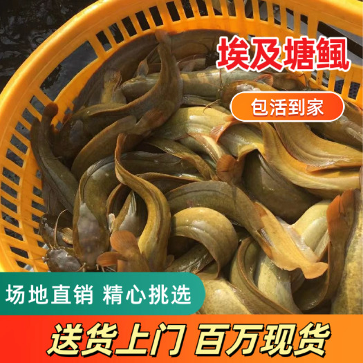 肇庆三黄塘虱鱼苗，三黄塘鲺鱼苗 塘角鱼苗，一斤五十尾左右