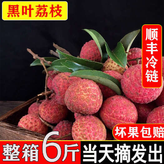 平和县黑叶荔枝6斤现摘现发新鲜老树大果当季甜王妃子水果