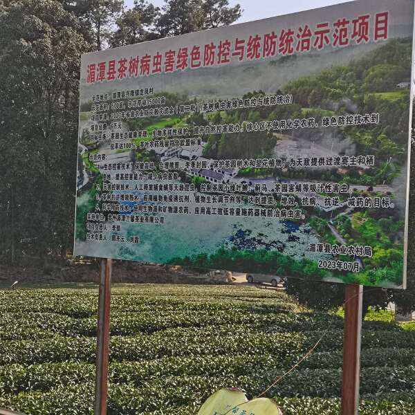 维丰泰（茶叶专用）先锋蛋白肽含氨基酸水溶肥料茶叶专用膨大素剂