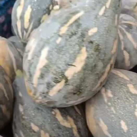 合浦县香芋南瓜、质量好大量现货