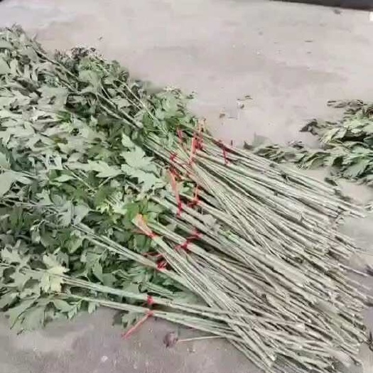 端午新鲜艾草，全国批发