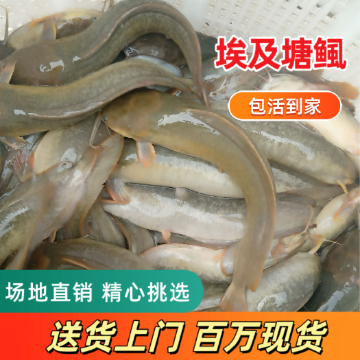 广州塘鲺苗  『全国发货』三黄塘鲺 本地塘角鱼鱼苗2-15厘米