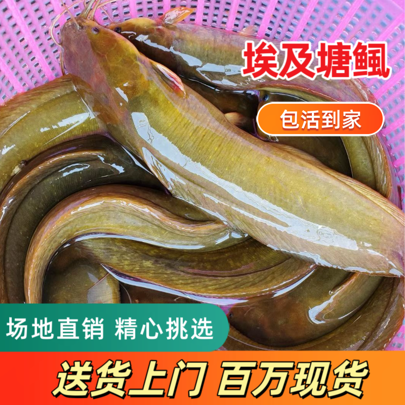 鲶鱼  三黄塘鲺鱼苗大规格鱼苗，