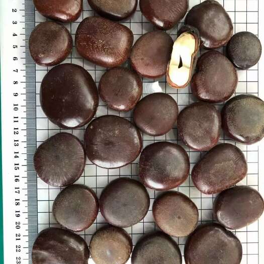 安国市木腰子 榼藤子 过江龙籽 阴阳子冷背药材500g