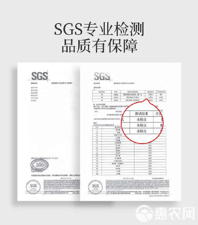 独立包装广西桂林罗汉果低温脱水黄金罗汉果干果精选大果