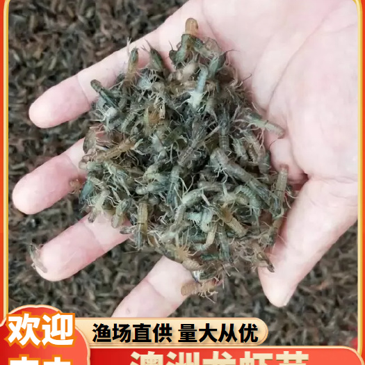 澳洲龙虾苗 公分苗规格1.5-3cm