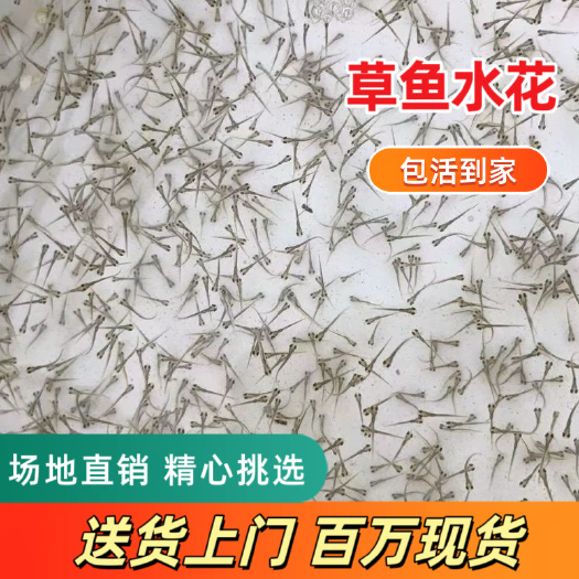 肇庆草鱼水花 长  江一号 广草水花 单位是万尾