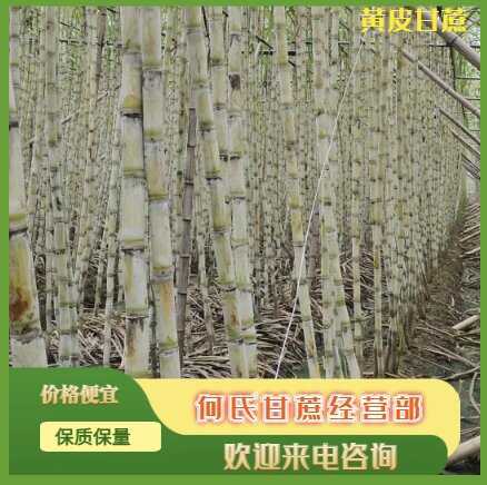 广州青皮甘蔗  广州南沙甘蔗代办 量大从优