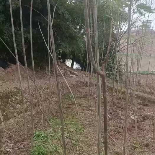  椿树