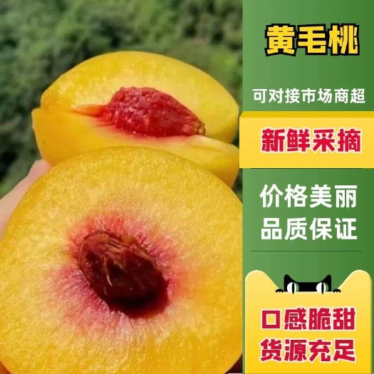 蒙阴县山东蒙阴锦绣黄桃黄毛桃黄毛蟠桃露天纯甜大吨位供应