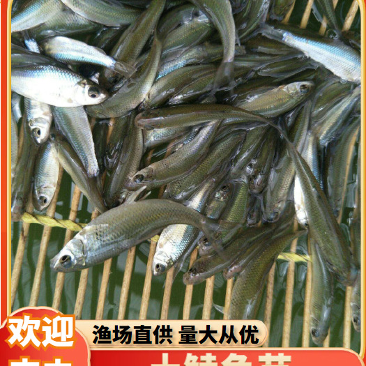 肇庆《鱼苗直销》优质土鲮鱼苗罐头鱼鱼苗活体