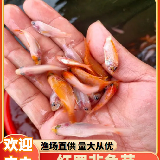 红罗非鱼苗  《全国发货》正宗福建彩虹鲷罗非鱼苗 红罗非种苗
