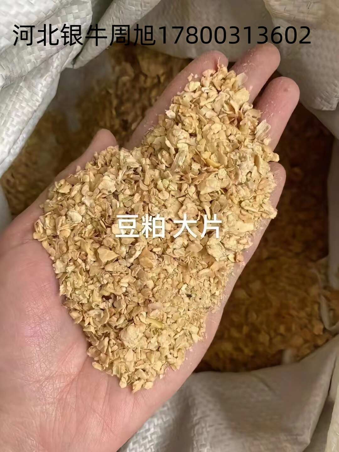 豆粕 蛋白 46常年供应各大厂都是