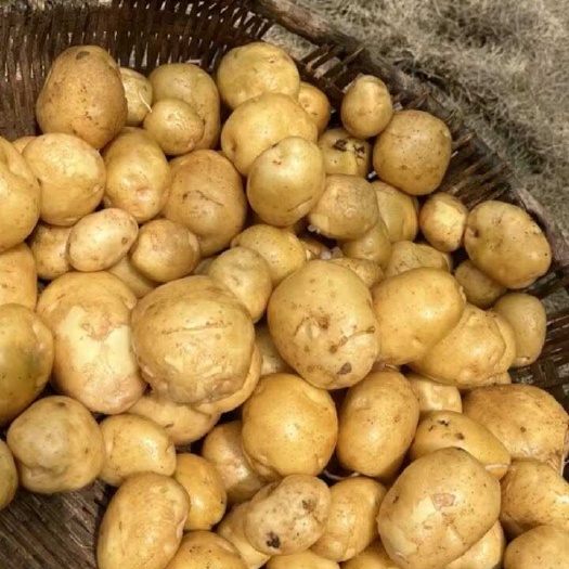 巴东县恩施小土豆,批发 零售