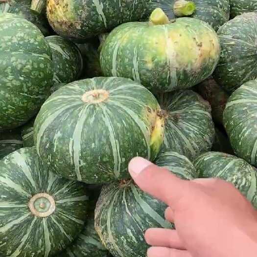渭南渭南华州区板栗南瓜大量上市供应货源充足支持视频看货