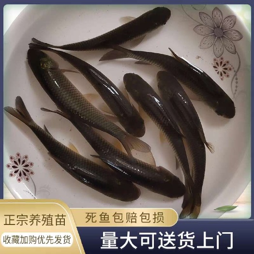 桐梓县池塘草鱼苗 草鱼成鱼 淡水养殖 好养活提供技术
