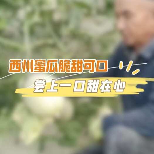 高碑店市新疆西州蜜当季新鲜水果薄皮脆甜现货