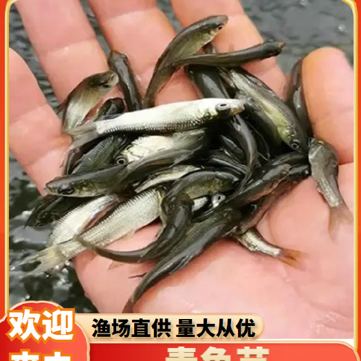 青鱼鱼苗、螺丝青鱼苗、黑鲩鱼苗