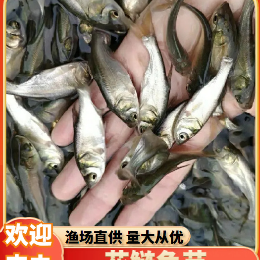 四会市花鲢苗  《全国发货》花鲢鱼苗，大头鱼鱼苗，肥头鱼苗，活体