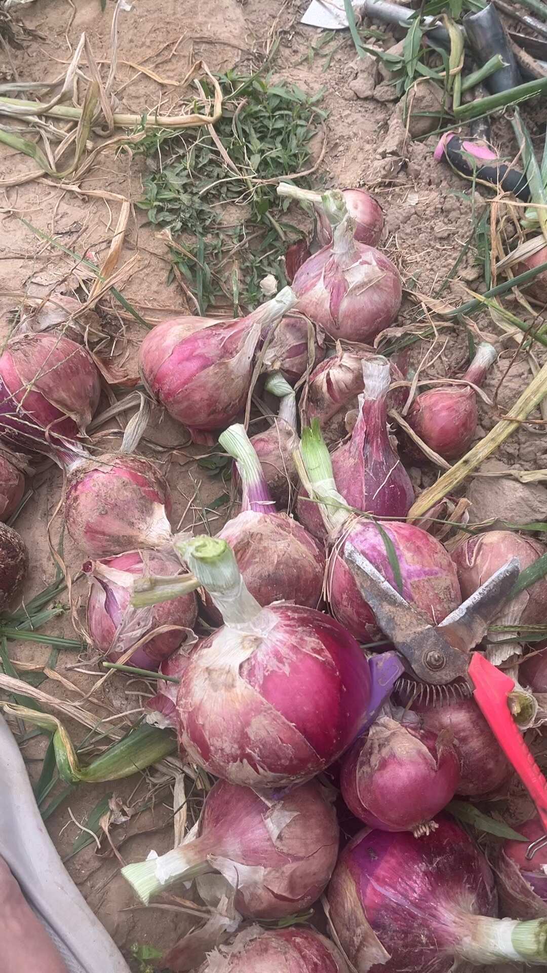 洋葱（价格可商议、约3—4万斤）