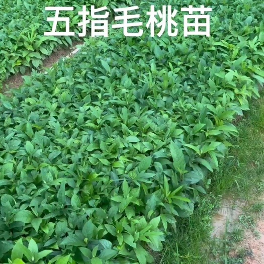 灵山县五指毛桃苗