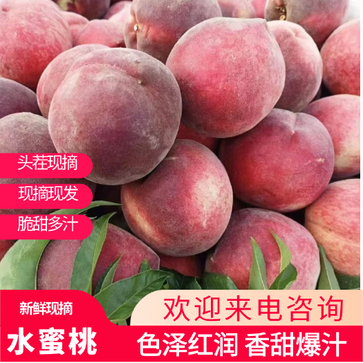 新鲜水蜜桃现摘春雪蜜桃桃子红桃脆桃应季毛桃现摘现发批发零售