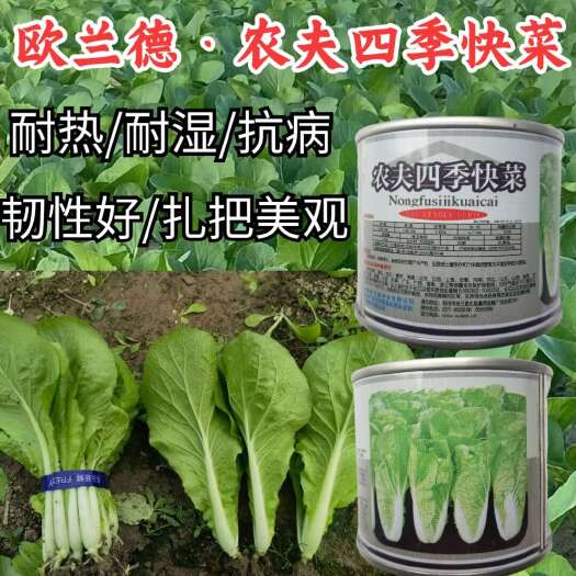 洛阳农夫四季快菜种子 夏播耐热耐湿抗病快菜小白菜蔬菜种子籽