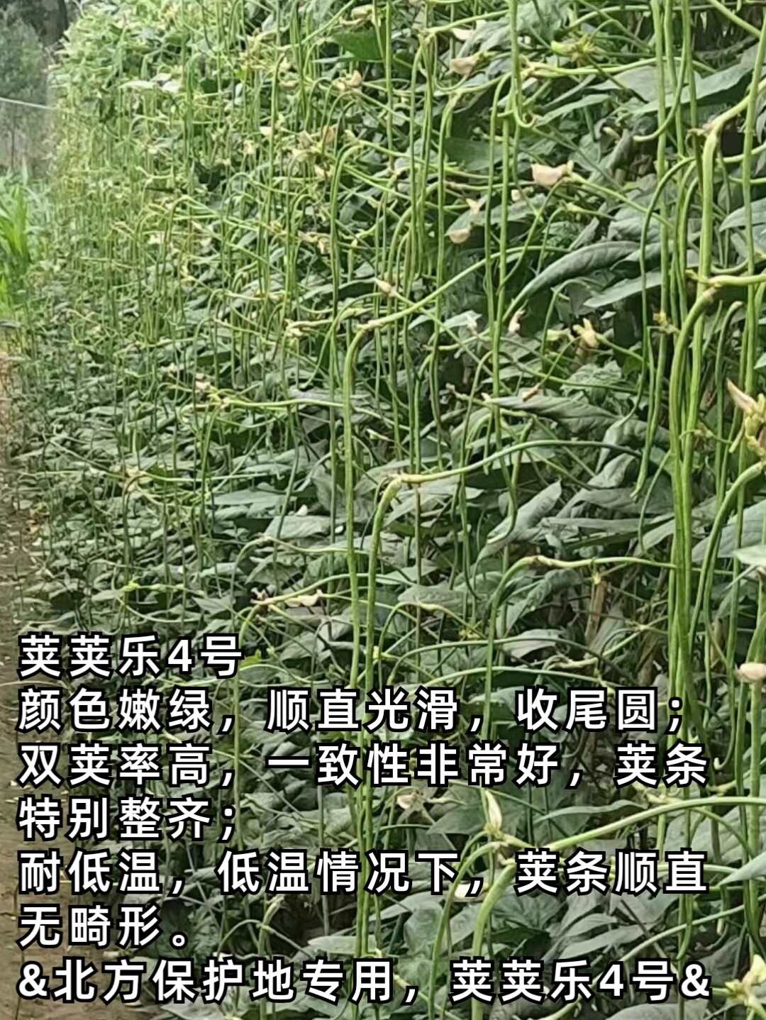 早熟耐低溫豇豆種子莢莢樂4號耐寒早春冬翠綠油豇豆長豆角種子