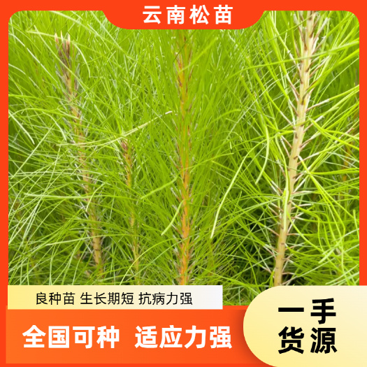 云南松苗 良种苗抗病力强适应性强全国各大均可种植