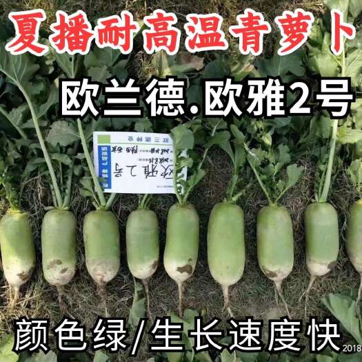 夏季耐热抗高温抗热青萝卜种子欧雅2号越夏青萝卜速生萝卜种子