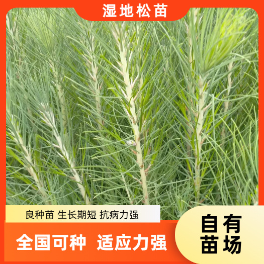 湿地松苗 理地松苗松树苗自有苗场自产自销无病害值量有保障