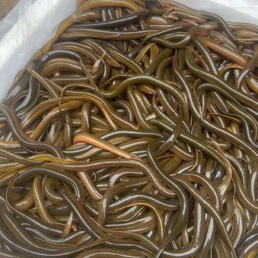  黄鳝
